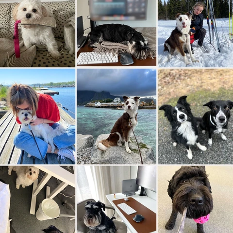 A grid of photos of the colleagues' dogs, some at the office